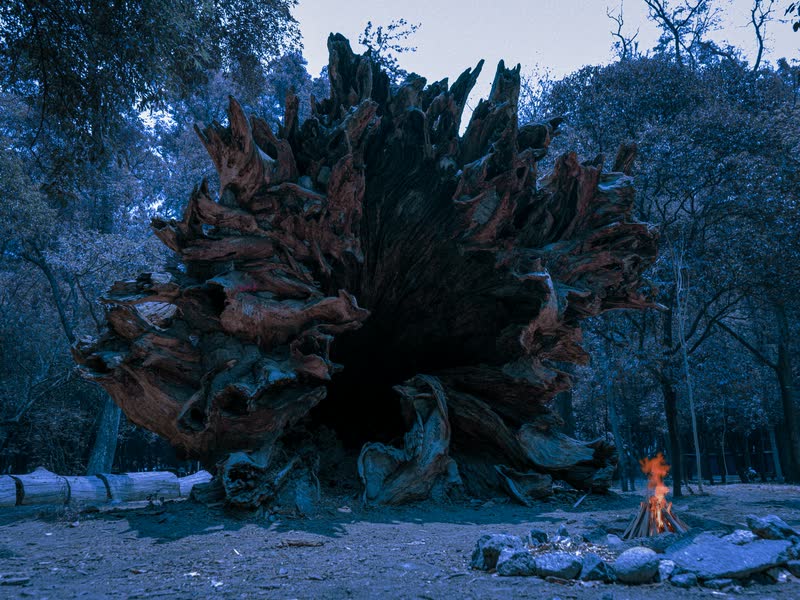 Raíces de un árbol caído bajo luz azul de noche